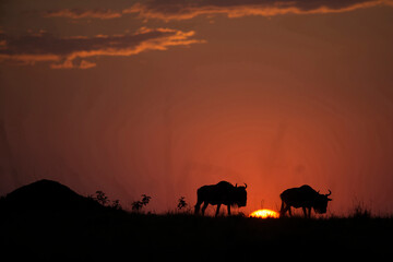Fototapeta na wymiar Africa. Wild Life.