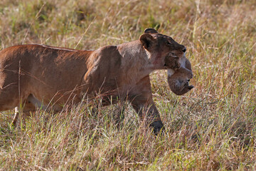 African wilde life. Kenya.