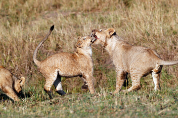 African wilde life. Kenya.