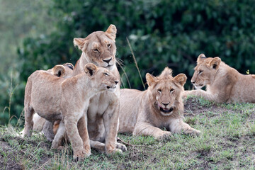Fototapeta na wymiar African wilde life. Kenya.