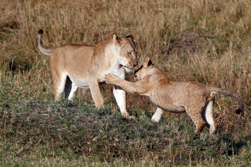 Obraz premium African wilde life. Kenya.