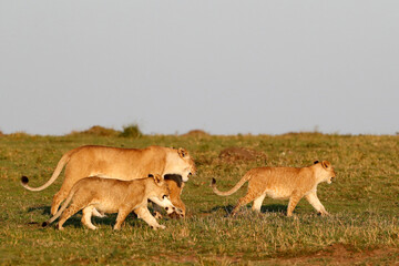 Fototapeta premium African wilde life. Kenya.