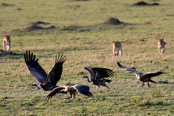 African wilde life. Kenya.