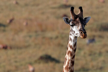 African wilde life. Kenya.