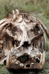 African wilde life. Kenya.