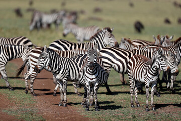 Obraz na płótnie Canvas African wilde life. Kenya.