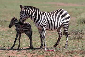 Fototapeta na wymiar African wilde life. Kenya.
