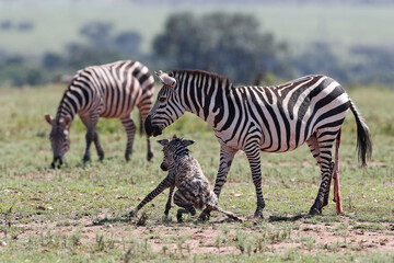 Obraz na płótnie Canvas African wilde life. Kenya.