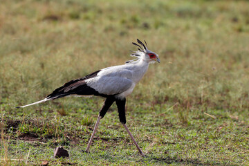 African wilde life. Kenya.