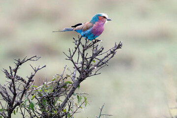 African wilde life. Kenya.