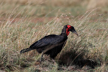 African wilde life. Kenya.