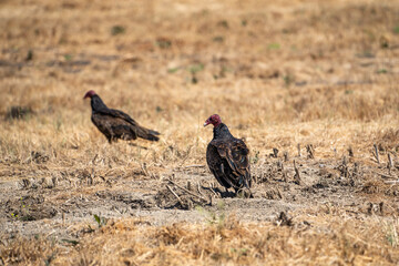 Two Turkey vulture (Cathartes aura) sitting on the ground in dry grass.