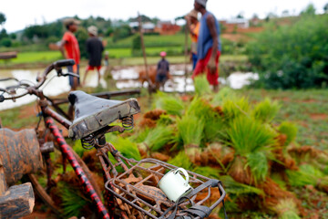 Daily life in Africa. Madagascar.