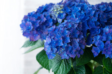 Fototapeta premium ハイドランジア 青い紫陽花
