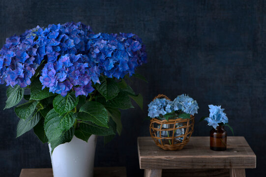 青い紫陽花 Images Browse 133 Stock Photos Vectors And Video Adobe Stock
