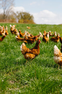 Outdoor chicken 