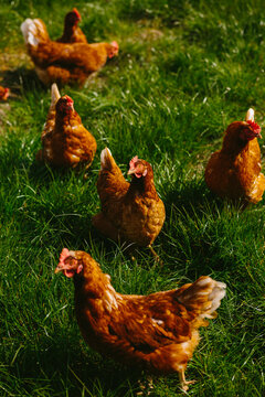 Outdoor chicken 