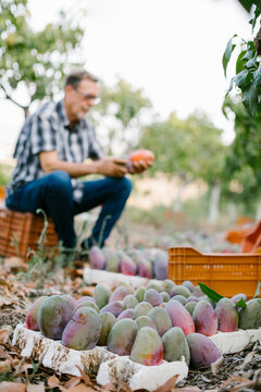Man testing the mangoes before storage them