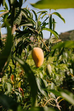 Yellow mango hanging from the tree