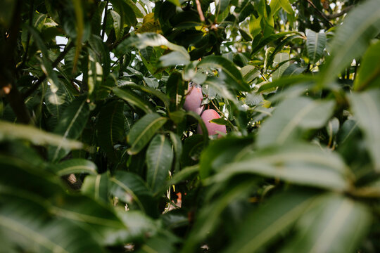 Two mangoes surrounded by leaves from the tree