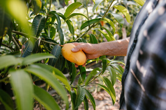Man's hands taking a yellow mango