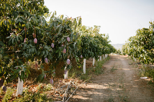 Rows of Mangoes's trees with fruits