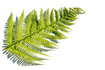 Fresh green carved fern leaf on a white isolated background close-up.