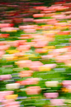 Blurry Tulips