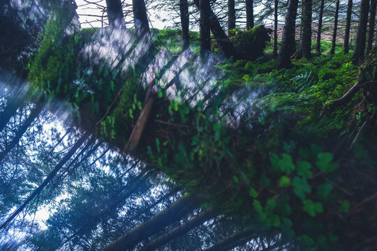 Forest through a crystal prism

