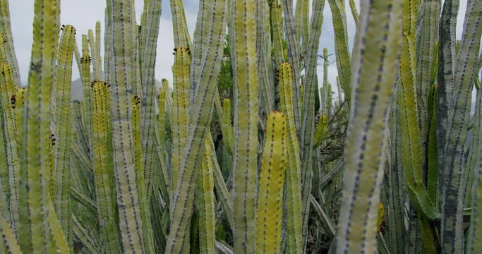 Plant macro, cactus and peyote closeup. Local vegetation on Tenerife, Canary Islands, Spain. Euphorbia canariensis.