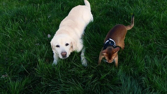 Pet friends labrador retriever dog together with abyssinian cat on green grass