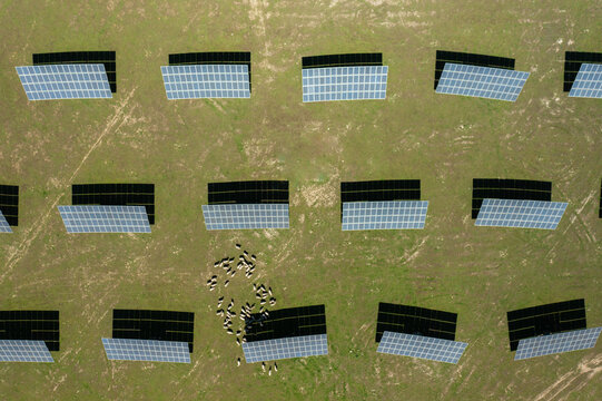 a dozen of hugs solar panels and a flock of sheep, aerial shot