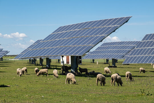 sheep and photovoltaic solar panels