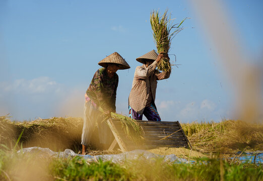 Two working woman are winnowing rice on a traditional way