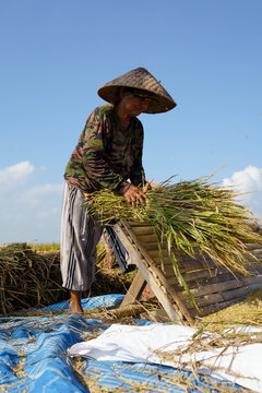 Old Asian woman is working in a rice field