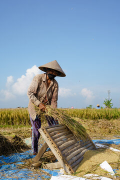 old woman working on a rice field
