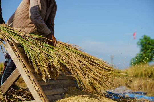 closeup on rice being winnowing