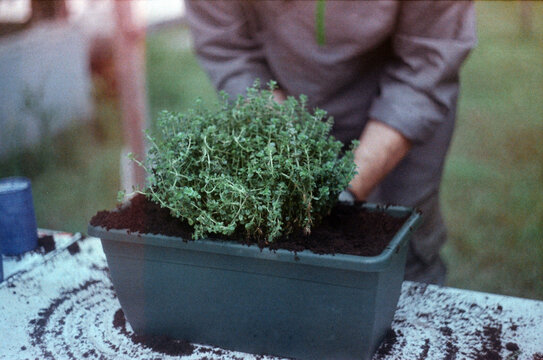 Man planting thyme in pot 