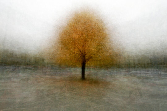 120 Trees Merged into One