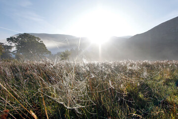 Morning dew
