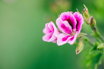 Close-up of pink flowers blooming in the garden