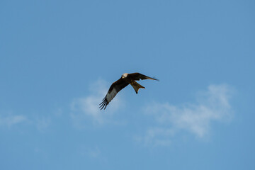 Rotmilan auf Futtersuche