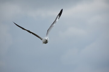 Grey-headed gull flying