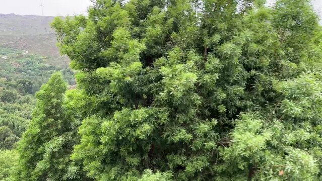 monastery of Sao Joao d Arga mosteiro e igreja de Sao Joao dArga. High quality 4k footage