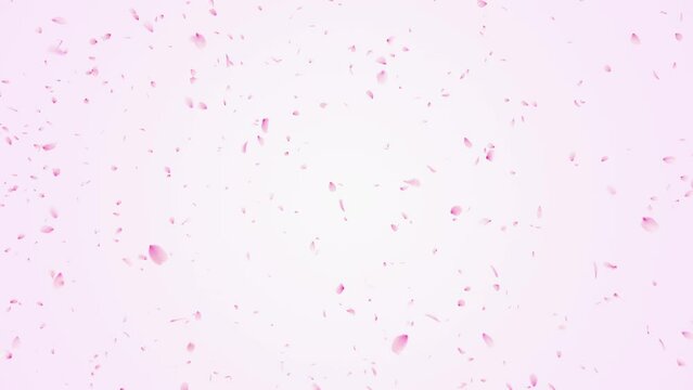 Cherry Blossom Petals Burst on with Background. This work is cherry blossom petals burst on white background.