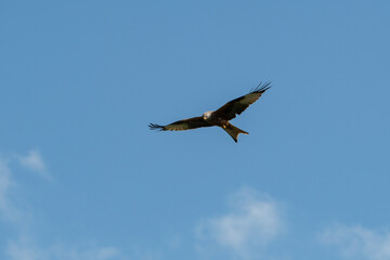 Rotmilan auf Futtersuche