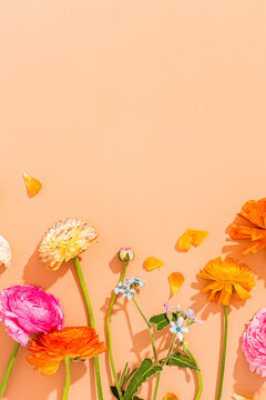 Rainbow Ranunculus Floral Flat Lay Background