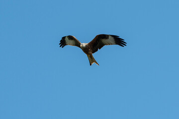 Rotmilan auf Futtersuche