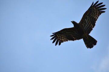 Fototapeta na wymiar Eagle flying