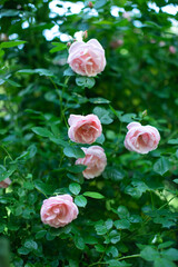 różowe róże na krzaku w ogrodzie pełnym zieleni	